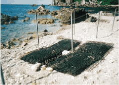 ���؎�������