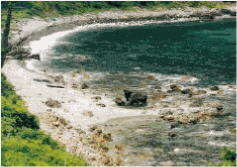 �d���o�C�I�����f�B�G�[�V�������؎�������S�i