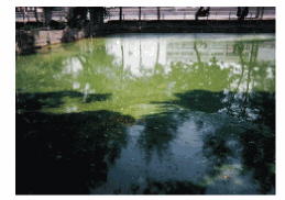 �ʐ^�F�r�̕\�ʂ𕢂��A�I�R