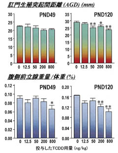 �}�Q&nbsp;&nbsp;�D�P15���ڂ�TCDD���^���Đ��܂ꂽ�Y���b�g��AGD�̒Z�k�ƕ����O���B�d�ʂ̌���