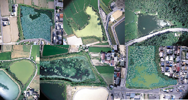 �}�Q�D�f�E�����̔Z�x�������Ă��A�I�R���������Ȃ��r�̌i��