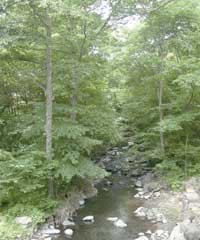 �ʐ^ �X�т̒��𗬂���