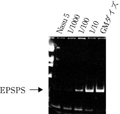 �}�P�DGM�_�C�Y��EPSPS��`�q��PCR�@�Ō��o