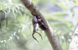 �ʐ^�D���ɃA�v���[�`����m�R�M���N���K�^�Y�B