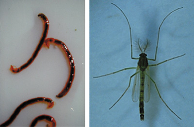 �}�P�D�Z�X�W���X���J�̗c��(��)�Ɛ���(�E)