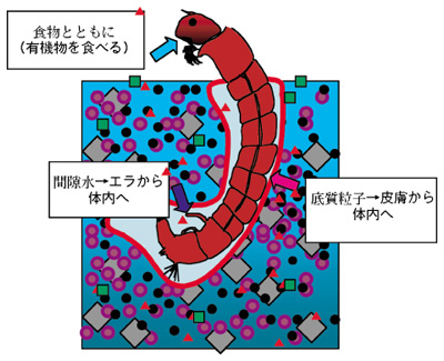 �}�Q�D���w�����̖\�I���[�g