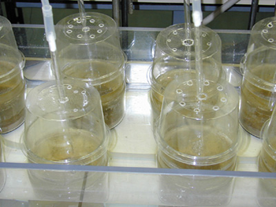 �}�R�D���X���J��p�����ꎿ�Ő������̗l�q