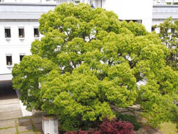 �������{�ْ���̃N�X�m�L