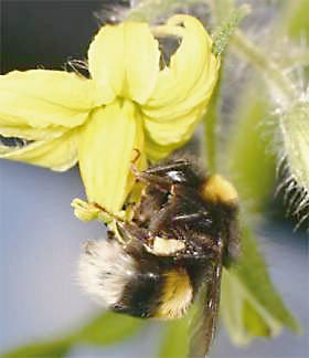 �}�P�@�Z�C���E�I�I�}���n�i�o�`