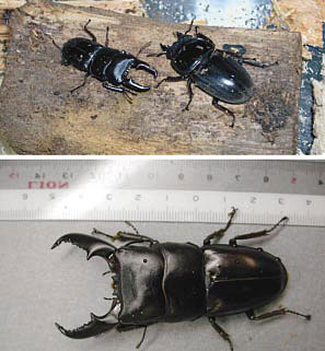 �}�Q�i��j���{�Y�q���^�N���K�^�i�I�X�F�̒�5cm�j�ƃC���h�l�V�A�Y�X�}�g���I�I�q���^�N���K�^�i���X�F�̒�5cm�j�B�i���j���҂����G���Đ��܂ꂽ�G��i�I�X�F�̒�8cm�j�B�̂̑傫���͓��{�Y���ꡂ��ɑ傫���C�`�����{�Y�ƃC���h�l�V�A�Y�̓��������킹���u�V��v�Ƃ��Ēa������B