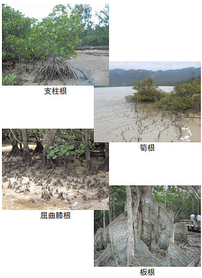 �x�����i�����イ����j,⡍��i����񂱂�j,���ȕG���i�������傭��������j,���i�΂񂱂�j