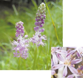 �c���{�̉ԁ@(�����̒��Ԃ̑��N��)