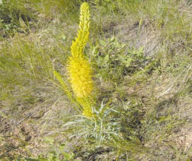 �ʐ^�P�@�k�ĂɎ�������Stanleya pinnata�i�X�^�������E�s�i�[�^�j