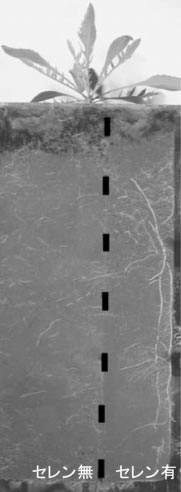 �ʐ^�R�@�X�^�������E�s�i�[�^�̍��̐�������@�@���̐A���̓Z�����̂�������i�E�j�ɍ���L�������Ă��邱�Ƃ��킩��