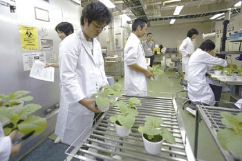 �^�o�R�̗t�͂ǂ�ɂ��悤���ȁ`