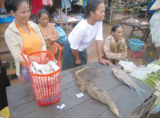 �s��Ŕ����Ă����I�I�g�J�Q