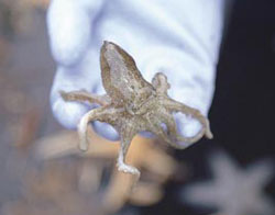 �C�C�_�R���l�ꂽ�B