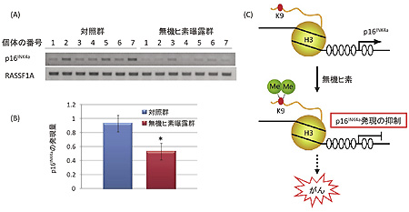 �}�Q�@���@�q�f�ɂ��p16INK4a��`�q�̔����ω��ƃq�X�g�����`�����ω��i�I�X�̑��j �i�`�jRT-PCR�@�ɂ��p16INK4a��RASSF1A�̔����ω��B�o���h�̔Z������`�q�̔����ʂ�\���܂��B�Z����ΔZ���قǑ����������Ă��܂��B���@�q�f���I�̗L���ɂ���`�q�����ɂ���RASSF1A�ł͍�������܂��񂪁Cp16INK4a�ō������邱�Ƃ��킩��܂��B�i�a�j���A���^�C��RT-PCR�@�ɂ��p16INK4a�̔����ω��B*�L�Ӎ�p<0.05�B�i�b�j���@�q�f�ɂ��p16INK4a�]�ʊJ�n�_�t�߂̃q�X�g�����`�����ω��̖͎��}�B