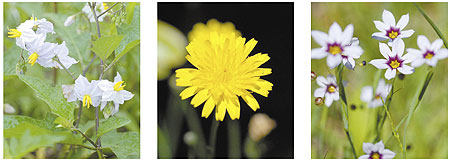 �����i�X�r�i���j�͖k�A�����J���Y�ŁC20���I�̂͂��߂ɖq���Ƃ�������ɓ����Ă��Ē蒅���C���{�e�n�ɍL�������B�u�^�i�i���j�̓��[���b�p���Y�ŁC1930�N��ɒ蒅���ώ@����Ă���B�����̎Ő��ł��ӂ��Ɍ�����B�j���[�L�V���E�i�E�j���Ő��Ȃǂł悭������B�k�A�����J����C19���I�̏I��育��ɓ����Ă����Ƃ���Ă���B