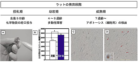 �}�@�r�X�t�F�m�[���`�̎��������I�ɂ�鐬�n���̃��b�g�]�ł̃A�|�g�[�V�X�U���@�@�������Ƀr�X�t�F�m�[��A�����ݍ��񂾃��b�g�i�ʐ^�`�j�́C�q�g�̊w�����ɑ�������S�`�T�T��Ŏ����^���ʁi�Ê�12���ԓ�����̃J�E���g�ʂŕ\���j�𑪒肵�Ă݂�Ƒ�������Q�̍s���ُ���������i�}�a�j�B�X�ɁC��������Q�����������b�g�̐��n���ɂ�����]�ł̓A�|�g�[�V�X�i�זE���j���F�߂�ꂽ�i�ʐ^�c�Ԗ��j�B����C�r�X�t�F�m�[��A�����܂Ȃ����b�g�̐��n���̔]�ł̓A�|�g�[�V�X�͌�������Ȃ������i�ʐ^�b�j�B�ړx�_�G0.05mm�i�ʐ^�c�j�B