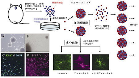 �}�P�@�j���[���X�t�B�A�@��p�����_�o���זE�̔|�{�@�@�]�g�D��E�o���C�y�f�Ńo���o���ɂ��Đڒ����̏��Ȃ��|�{�M�Ŕ|�{����Ɛ_�o���זE�����B���čזE��i�j���[���X�t�B�A�j���`������i�ʐ^�`�j�B�ڒ����̂���|�{�M�Ŕ|�{����ƃj���[���X�t�B�A����זE���O���Ɍ������Ĉړ�����i�ʐ^�a�j�B�j����F���邱�ƂōזE�̈ʒu������DAPI���F�i4�f,6-�W�A�~�W�m-2-�t�F�j���C���h�[�����F�E�E�ʐ^�b�j�Ƒ��B���Ă���זE������Ki-67�i�΁E�ʐ^�b�j�C�_�o���זE�̃}�[�J�[�ł���l�X�`���i�}�[���^�E�ʐ^�c�j�����F���ꂽ���Ƃ���C�ړ������זE�����B�\�����_�o���זE�ł��邱�Ƃ������ꂽ�B