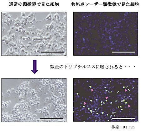 �}�Q�@�g���u�`���X�Y�ɂ��_�o���זE�̃A�|�g�[�V�X�U���@�@�������ʁi�P&mu;M�j�̃g���u�`���X�Y�𔘘I�������̐_�o���זE�̕ω��B�g���u�`���X�Y�ɔ�����Ă��Ȃ��זE�͊j�݂̂��������Ċώ@�����iDAPI���F�F�E��j���C���I���ꂽ�זE�Q�ł́C�A�|�g�[�V�X���N�������זE�i�ΐF�E��Ƃ��ăs���N�̖��F�E���j�������ώ@���ꂽ�i�^�l���@�ɂ��j�B�P&mu;M�i�}�C�N�������j=100�����̂PM�i�����j�G�PM=�Pmol/L�i�P���b�g��������̃����Z�x�j