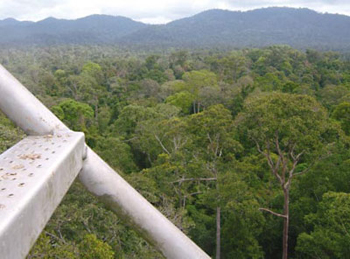 �ʐ^�@����52m�̊ϑ��^���[����]�ރ}���[�V�A�M�ї�