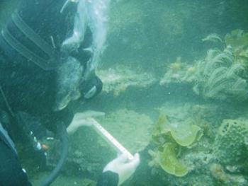 �ʐ^�P�@�C�F�j���C����