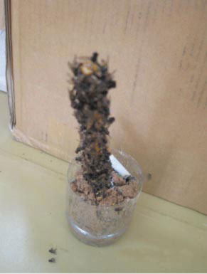 �ʐ^�R�@�n�G�i�����`���o���i�^�C�j�̖����n�ɂāj