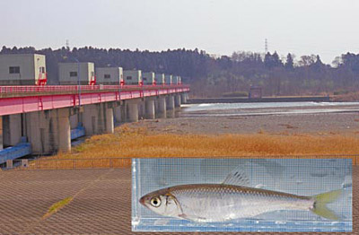 �}�Q�@�S�{��̉��i���{����H�j�ƃI�C�J������