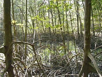 �x�����̓���g�񂾗ѓ�