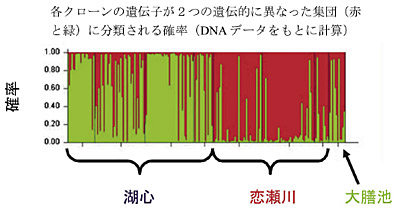 �}�Q�@������`�}�[�J�[�ɂ��J�u�g�~�W���R�W�c�̃N���X�^�����O�@�}�C�N���T�e���C�gDNA�ψق��g���āC�~�W���R�̊e�́i�����ɂP�{���̐��Ƃ��Ď������j�̈�`�q���C�Q�̑c��W�c�i�΂���ѐԁj�ɕ��ނ����m���𐄒肵���B�ΐS�Ɨ�����́C���������Y�̌Q�ł���Ȃ���C��`�I�ɕ������Ă����B