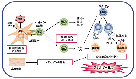 �}�P�@�A�����M�[�����̊T���}