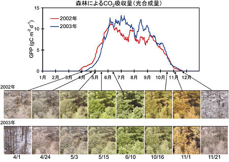 �}�P�@�k�C���Ϗ��q�s�̍��L�сi�J���}�c�A�ђn�j�ɂ�����X�т�CO2�z���ʂ̋G�ߕω��ƐX�щ摜�Ƃ̔�r