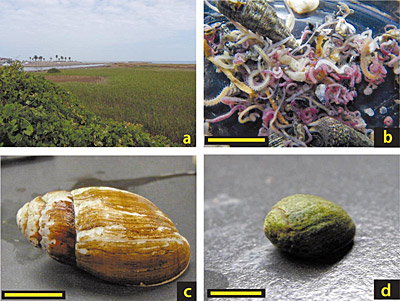 �}�P�@�O�d���Îs�c����͌��ɔ��B���������ƃ��V���ia�j����т����ɐ�������ꐶ�����ib�`d�j�@�@�@�����̍���⿂��č̎悵������̃S�J�C�ނƊ����L�ib�j�A���V���ɐ�������L�x�ނł���I�J�~�~�K�C�ic�j�ƃL�k�J�c�M�n�}�V�C�m�~�K�C�id�j�B�Q��Ƃ��ɁA2007�N�Ŋ��ȃ��b�h���X�g�ł͐�Ŋ뜜II�ށB�o�[�͂Pcm�������B