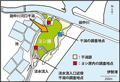 �}�Q�@�O�d���Îs�̓c����͌������ƃ��V���@�@�x���g�X�̍̎�͗��n�������ɐݒ肵���Q�n�_�ƁA�אڂ������V�����̂Q�n�_�ōs�����B