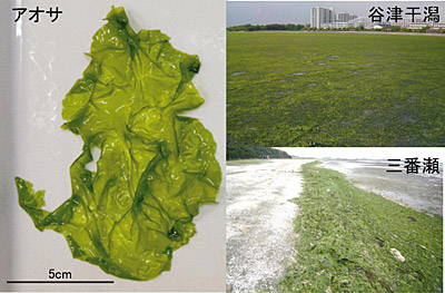 �}�P�@�C���A�I�T�ƃO���[���^�C�h�̔�������