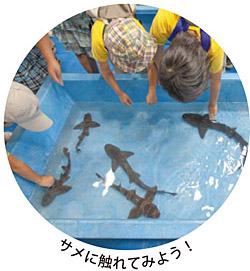 �T���ɐG��Ă݂悤�I