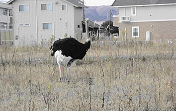 �ʐ^�@�쐶�������_�`���E�i�������E�x�����ɂāj