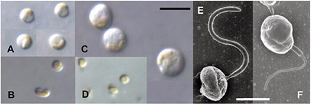 �}�P�@���낢��ȃs�R�A���v�����N�g���̌��w�������iA-D�j����ё����^�d�q�������iE, F�j�ʐ^�B�X�P�[���o�[=�Q&mu;��