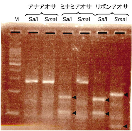 �}�P�@�R��̃A�I�T��PCR-RFLP��́@�@���͐����y�f�ɂ��ؒf���ꂽDNA�f�Ђ�\���BM�F�T�C�Y�}�[�J�[