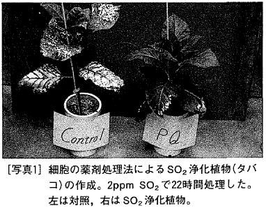 写真1  細胞の薬剤処理法によるSO2浄化植物（タバコ）の作成。2ppm SO2で22時間処理した。左は対照，右はSO2浄化植物。