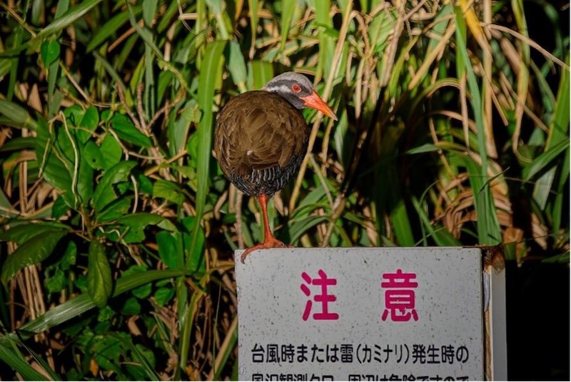 写真7