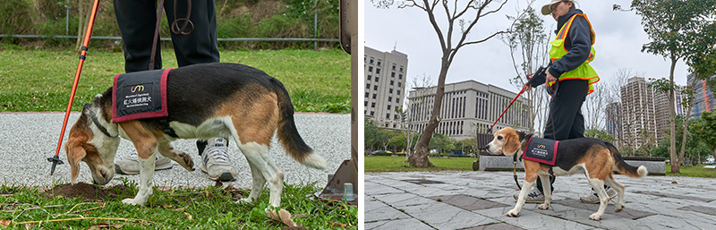 ヒアリのアリ塚を発見する探知犬の写真