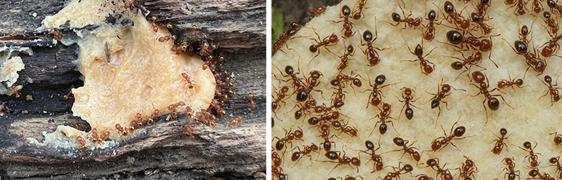 ピーナッツバターに群がるコカミアリ、ヒアリの写真