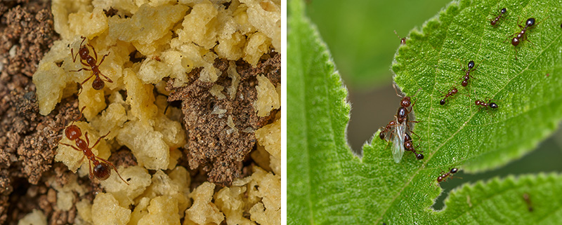 ヒアリが好む味と匂いをつけた薬剤入りのエサ（ベイト剤）等の写真