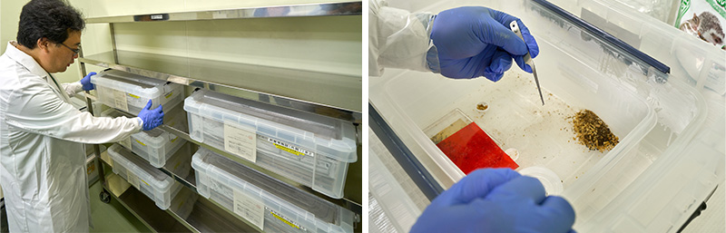 ヒアリコロニーの生体飼育の様子などの写真