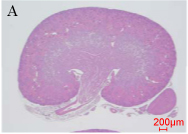 「A正常マウスの腎臓」の写真