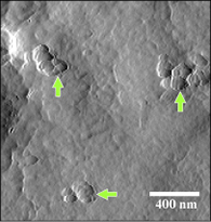 「原子間力顕微鏡によるMARCO発現細胞表面」の写真