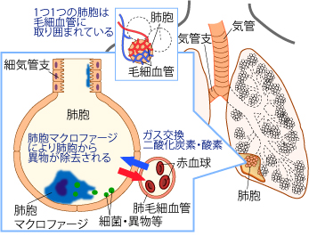 「肺胞と肺胞内部の肺胞マクロファージの働きを示した」図